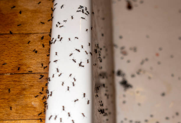 Best Pest Prevention Services  in Millis Clicquot, MA