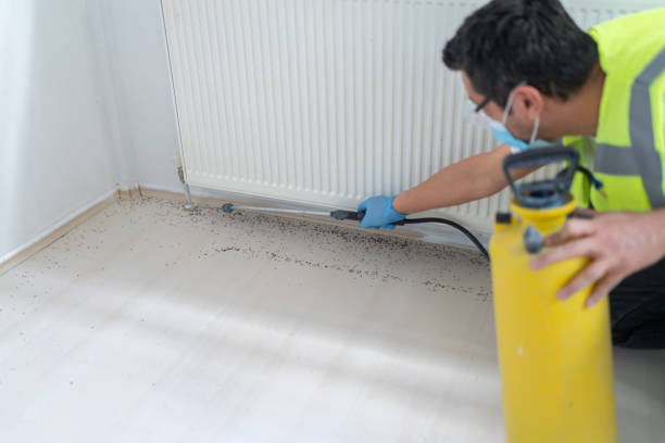 Best Termite Control Services  in Millis Clicquot, MA
